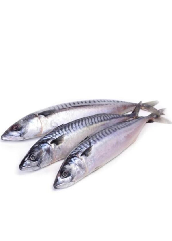 FROZEN MAKEREL FISH 4 pieces