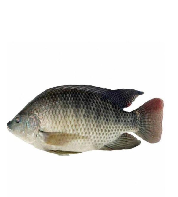 BAG TILAPIA FROZEN FISH